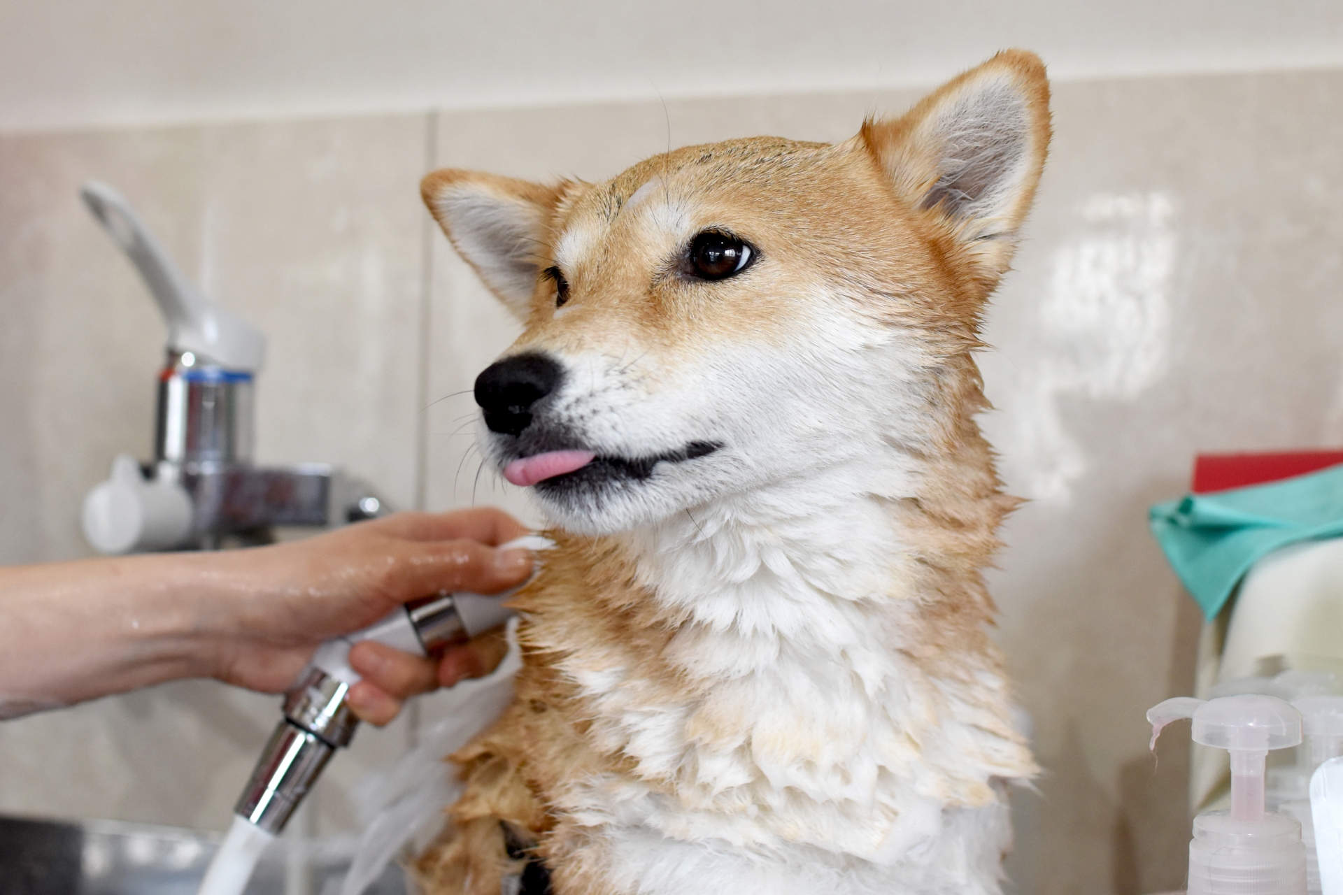 犬に合わせた薬用シャンプーを見つけよう 人気の種類とは 気軽生活 日常生活の豆知識やトレンド情報ブログ